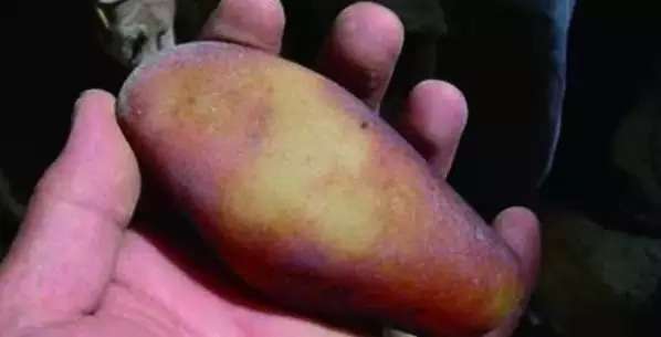 漲知識(shí)，玉也能騙人！照玉手電筒照出真相